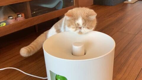猫 加湿器 エキゾ きなこ