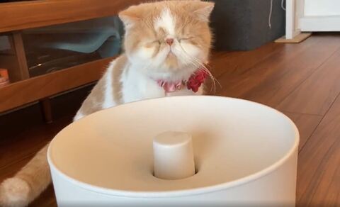 猫 加湿器 エキゾ きなこ