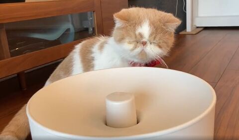 猫 加湿器 エキゾ きなこ