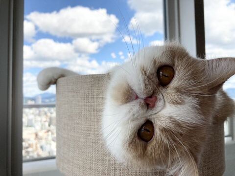猫 加湿器 エキゾ きなこ