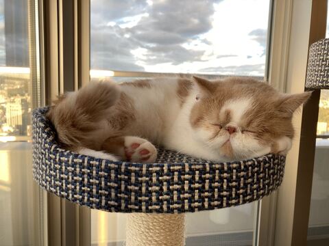 猫 加湿器 エキゾ きなこ