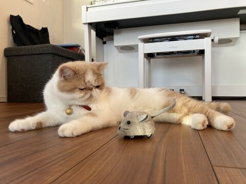 猫 加湿器 エキゾ きなこ