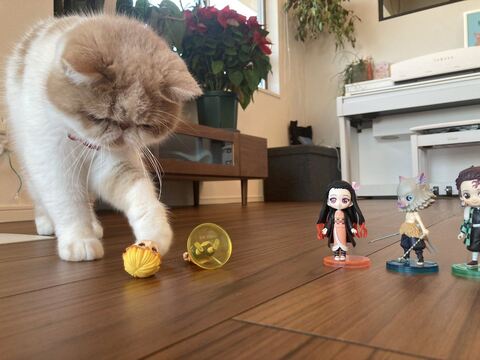 猫 加湿器 エキゾ きなこ