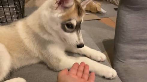 犬 シベリアンハスキー お手 ゴールデンレトリバー　ワンコ　面白　かわいい