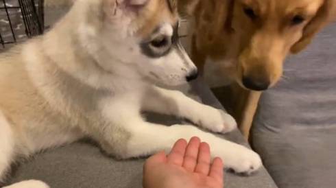 犬 シベリアンハスキー お手 ゴールデンレトリバー　ワンコ　面白　かわいい