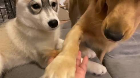 犬 シベリアンハスキー お手 ゴールデンレトリバー　ワンコ　面白　かわいい