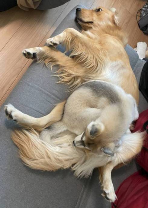 犬 シベリアンハスキー お手 ゴールデンレトリバー　ワンコ　面白　かわいい