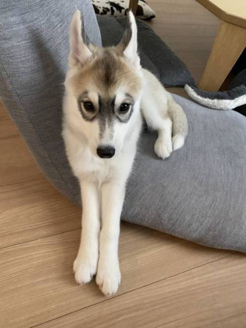 犬 シベリアンハスキー お手 ゴールデンレトリバー　ワンコ　面白　かわいい