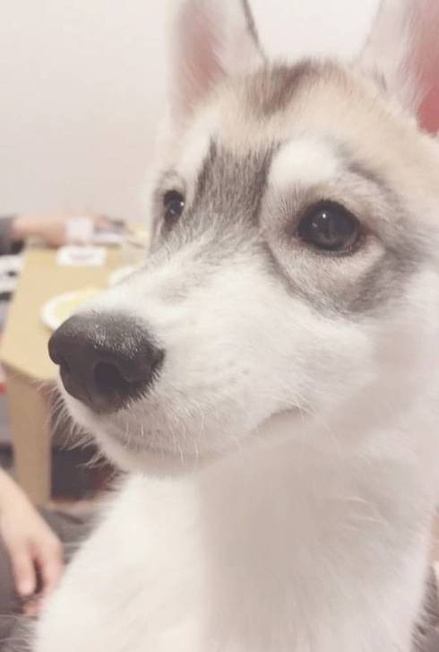 犬 シベリアンハスキー お手 ゴールデンレトリバー　ワンコ　面白　かわいい