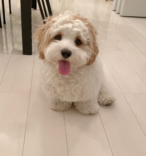 キャバリア　ビションフリーゼ　キャバション　ワンコ　犬　シャンプー　ビフォーアフター