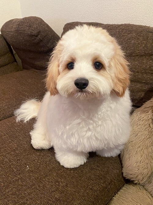 キャバリア　ビションフリーゼ　キャバション　ワンコ　犬　シャンプー　ビフォーアフター