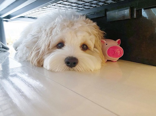 キャバリア　ビションフリーゼ　キャバション　ワンコ　犬　シャンプー　ビフォーアフター