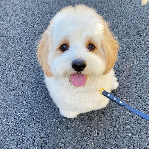 キャバリア　ビションフリーゼ　キャバション　ワンコ　犬　シャンプー　ビフォーアフター