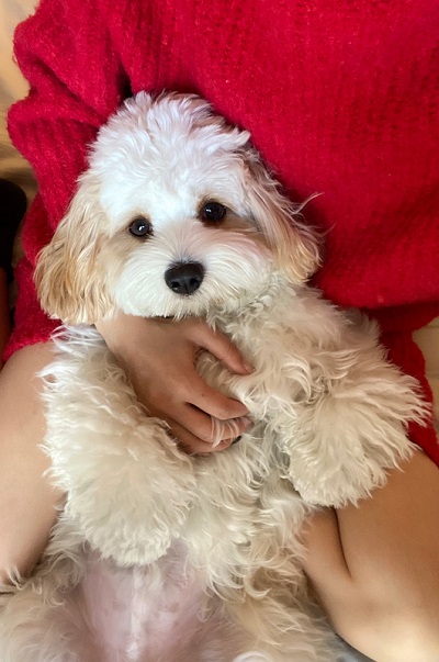 キャバリア　ビションフリーゼ　キャバション　ワンコ　犬　シャンプー　ビフォーアフター