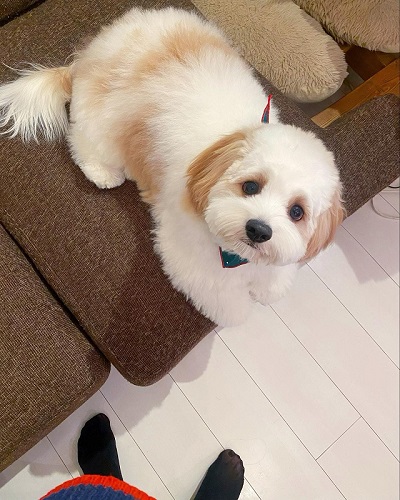 キャバリア　ビションフリーゼ　キャバション　ワンコ　犬　シャンプー　ビフォーアフター