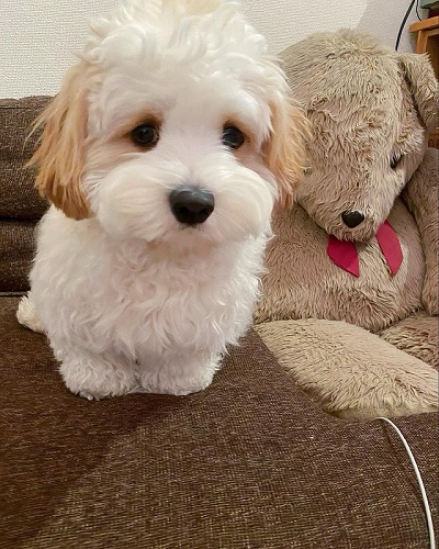 キャバリア　ビションフリーゼ　キャバション　ワンコ　犬　シャンプー　ビフォーアフター