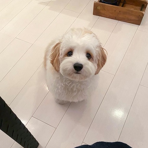 キャバリア　ビションフリーゼ　キャバション　ワンコ　犬　シャンプー　ビフォーアフター