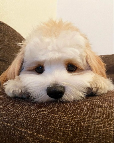 キャバリア　ビションフリーゼ　キャバション　ワンコ　犬　シャンプー　ビフォーアフター