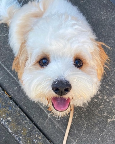 キャバリア　ビションフリーゼ　キャバション　ワンコ　犬　シャンプー　ビフォーアフター