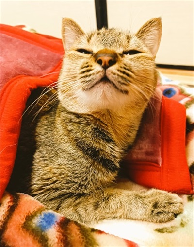 保護猫シェルターCOCOねこ