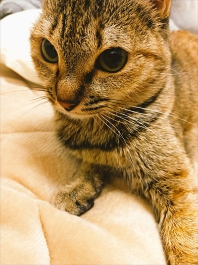 保護猫シェルターCOCOねこ