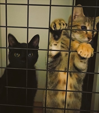 保護猫シェルターCOCOねこ