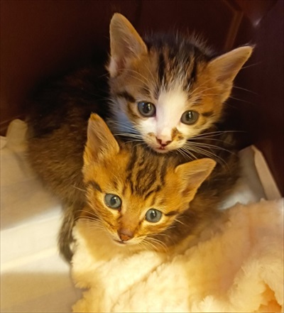 保護猫シェルターCOCOねこ