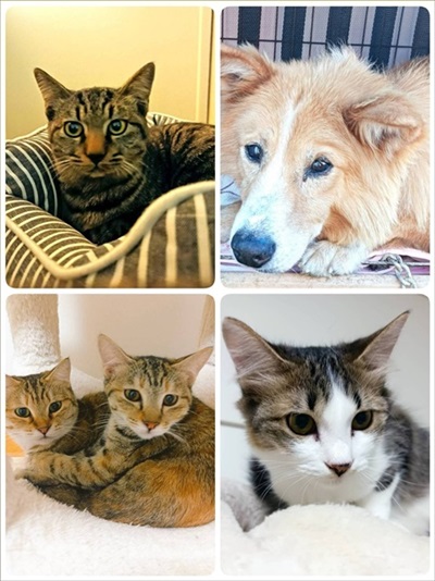 保護猫シェルターCOCOねこ