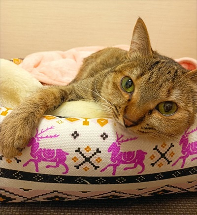 保護猫シェルターCOCOねこ