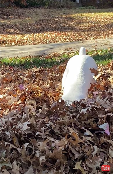 枯れ葉の山で遊ぶワンコ