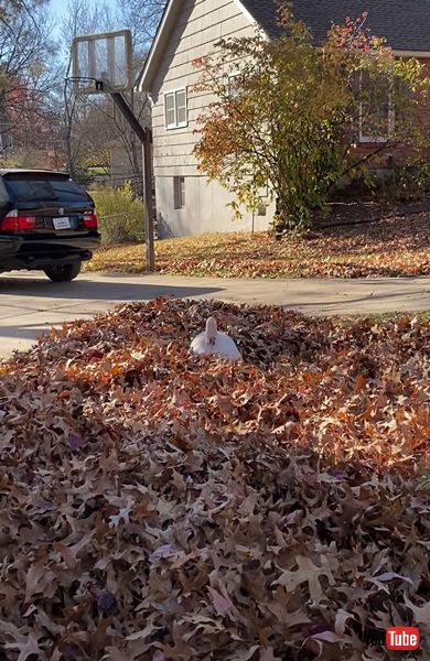 枯れ葉の山で遊ぶワンコ