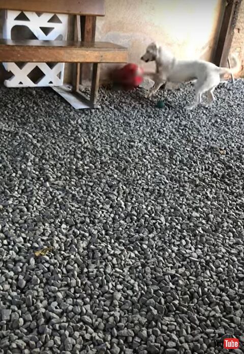 犬 ボール ピラティス おなか