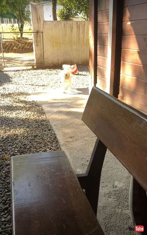 犬 ボール ピラティス おなか