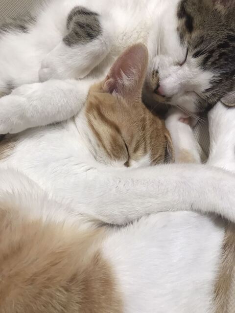 猫 ゆきち むぎ 隙間 通りたい　必死　かわいい　面白