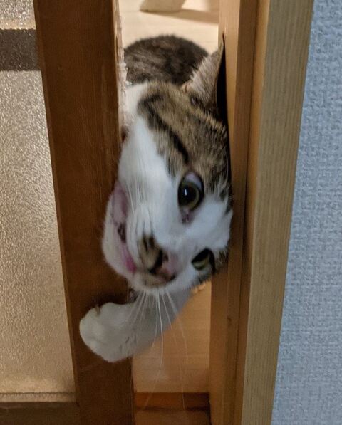 猫 ゆきち むぎ 隙間 通りたい　必死　かわいい　面白