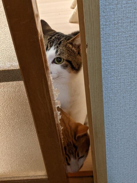 猫 ゆきち むぎ 隙間 通りたい　必死　かわいい　面白