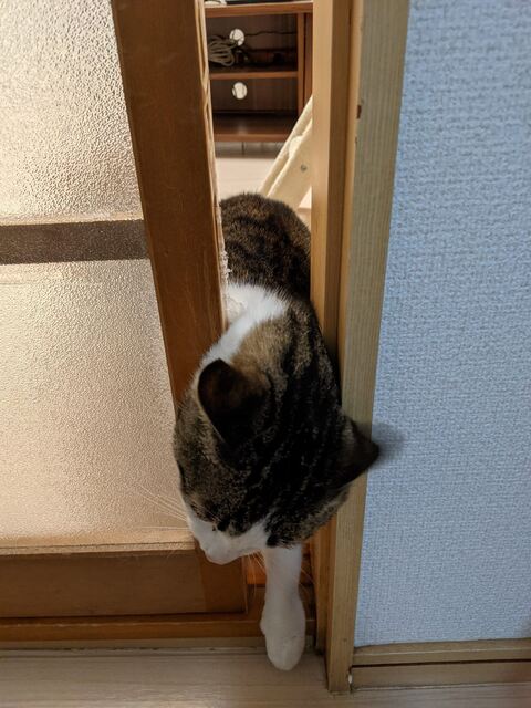 猫 ゆきち むぎ 隙間 通りたい　必死　かわいい　面白