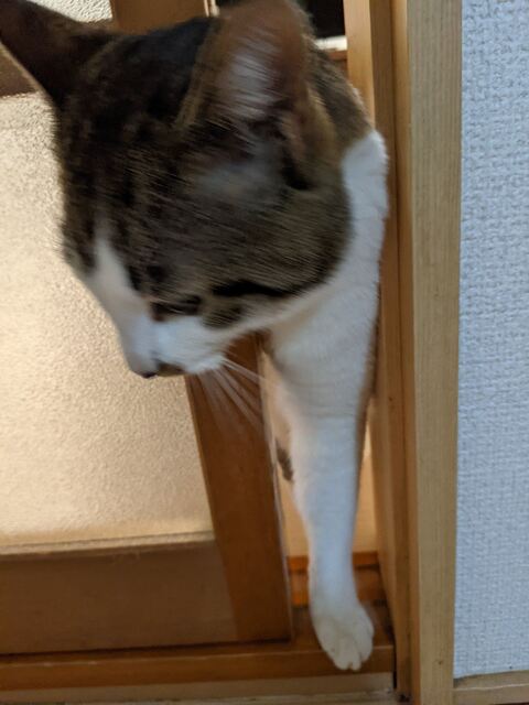 猫 ゆきち むぎ 隙間 通りたい　必死　かわいい　面白