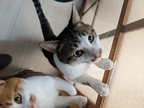 猫 ゆきち むぎ 隙間 通りたい　必死　かわいい　面白