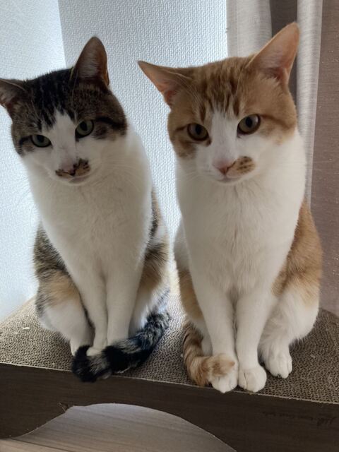 猫 ゆきち むぎ 隙間 通りたい　必死　かわいい　面白