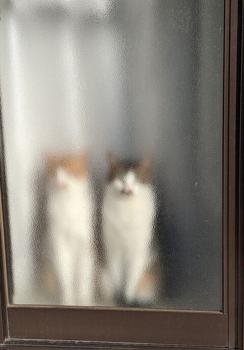 猫 ゆきち むぎ 隙間 通りたい　必死　かわいい　面白