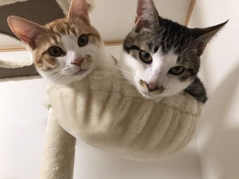 猫 ゆきち むぎ 隙間 通りたい　必死　かわいい　面白