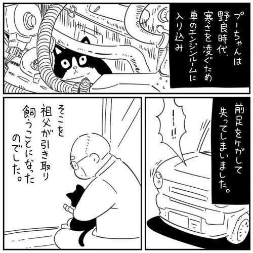 猫漫画 無料 感動 本当にあった怖い話 おじいちゃん 野良猫