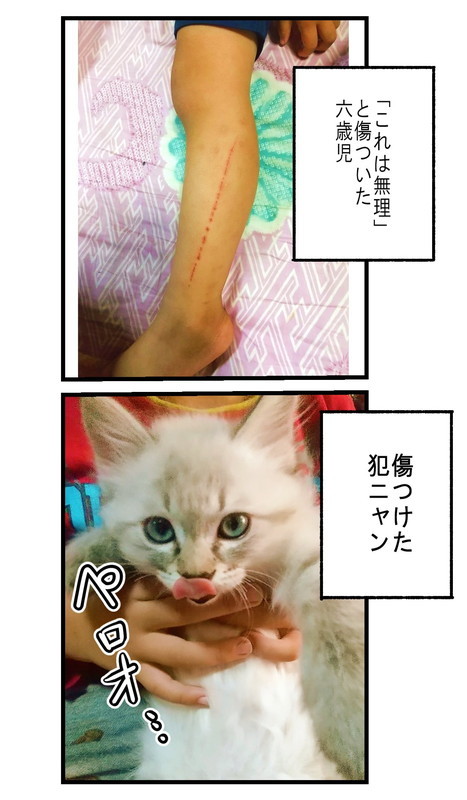 息子 保護子猫 漫画 育児漫画 ほっこり ピュア 癒される