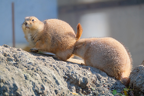 プレーリードッグの追突