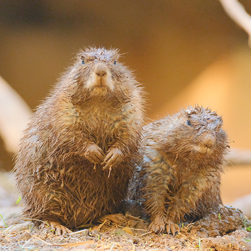 プレーリードッグ 追突 事故現場 おしり