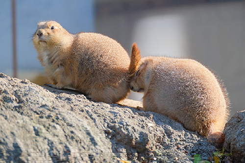  追突感増し看板