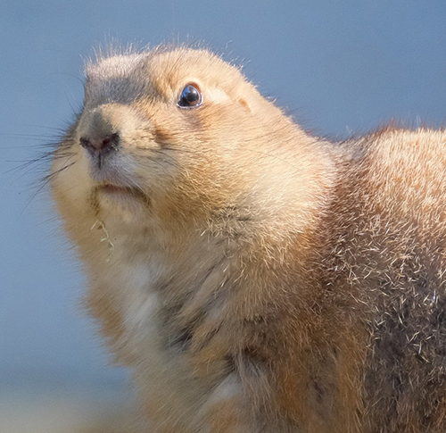 プレーリードッグ 追突 事故現場 おしり