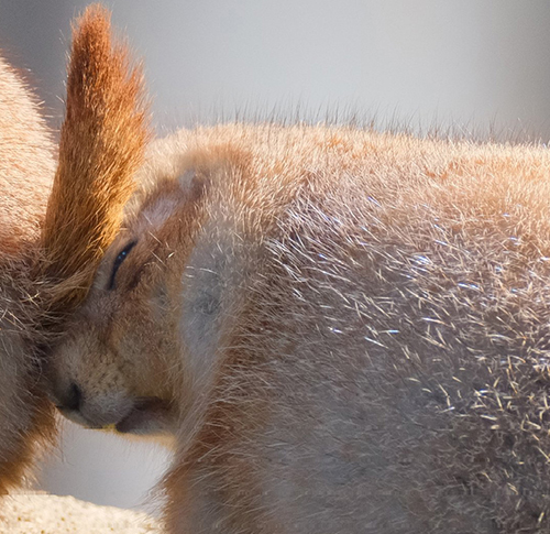 プレーリードッグ 追突 事故現場 おしり