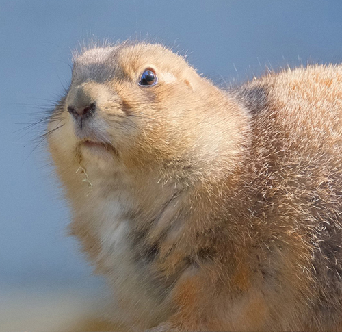 プレーリードッグ 追突 事故現場 おしり